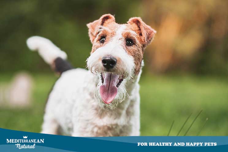 Guía completa de las razas de perros: Fox Terrier