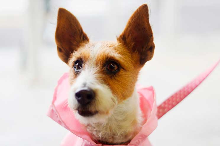 Perros con armario. ¿Beneficia o perjudica al animal?