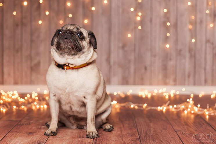 Agenda dogfriendly: actividades con perro en diciembre