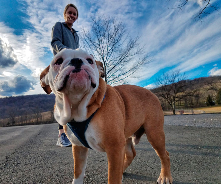 Cómo y cuándo pasear a tu perro