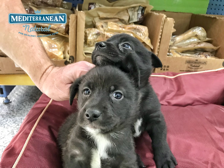 Perros en adopción: Zipi y Zape