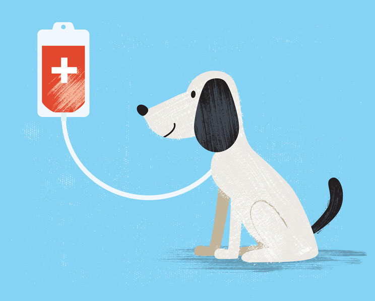 Tu mascota puede ser donante de sangre ¿lo sabías?