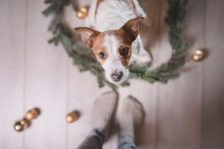 12 consejos de seguridad y bienestar para perros en Navidad