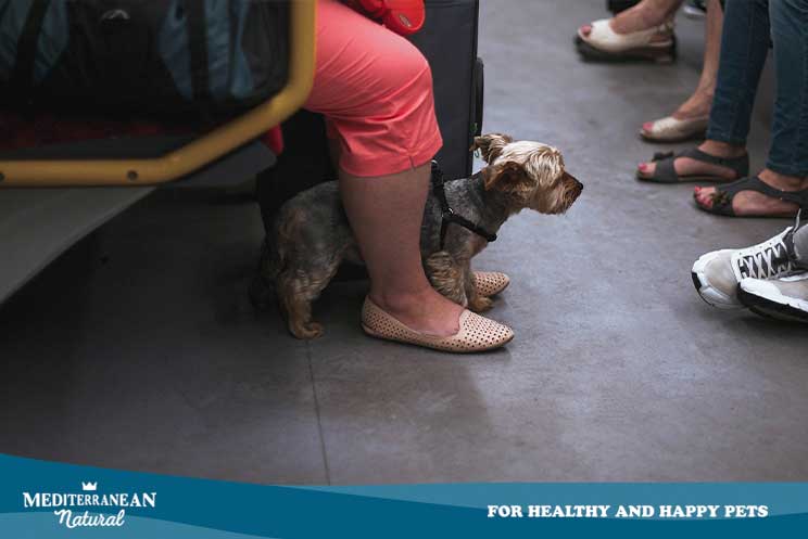 Guía para viajar en metro con perro en España