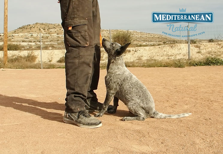 Tutorial de adiestramiento: Cómo enseñar a tu perro a acudir a la llamada