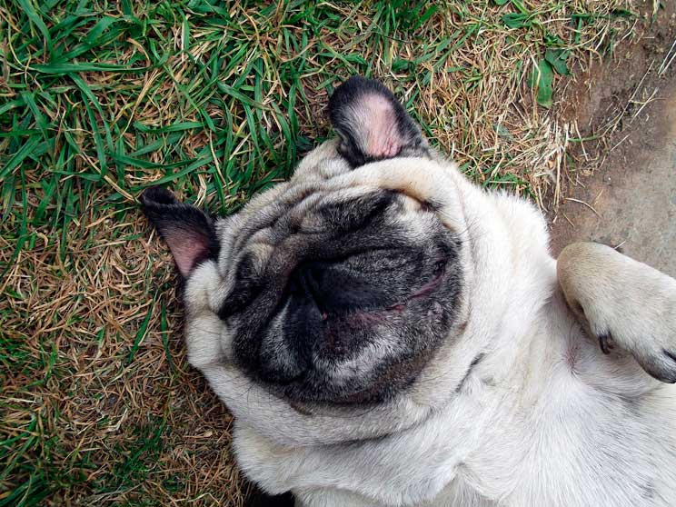 Guía completa de las razas de perros: carlino o pug