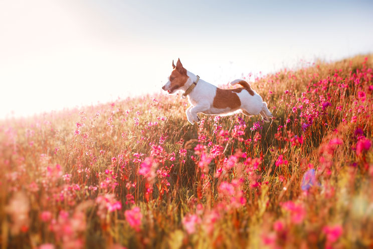 6 peligros que acechan a tu perro en primavera