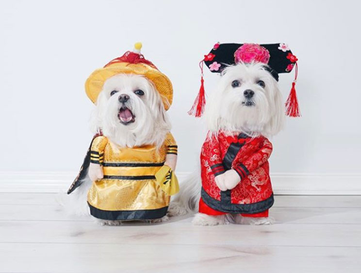 2018. Curiosidades y significado del nuevo año chino del perro
