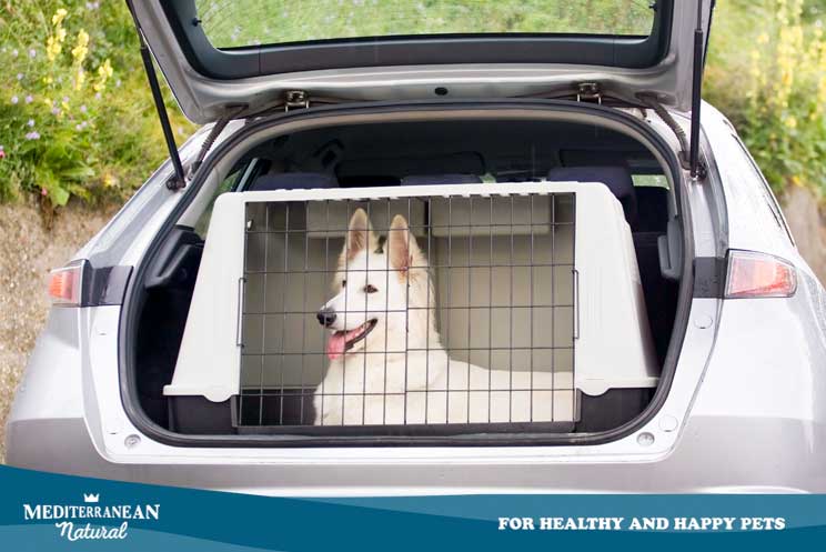 Cómo viajar en coche con perro: recomendaciones de la DGT