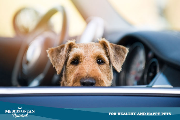 Cómo viajar en coche con perro: recomendaciones de la DGT