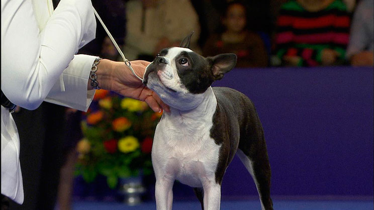 Mediterranean Natural patrocinará al Club del Boston Terrier