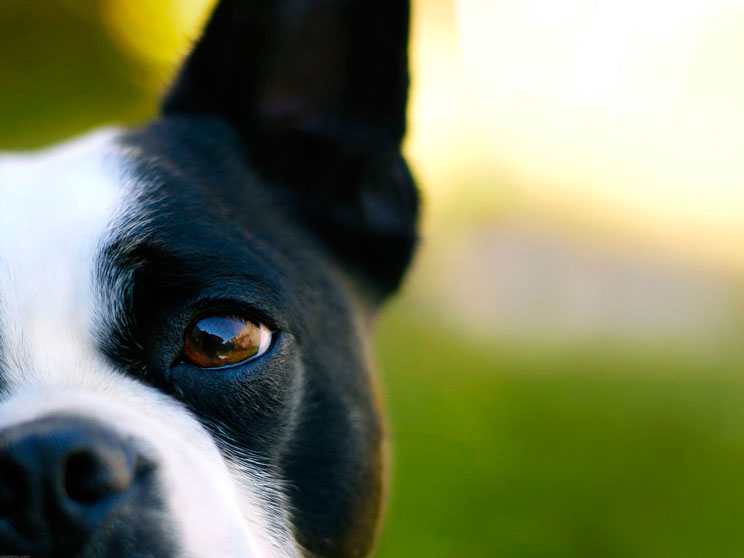 Mediterranean Natural patrocinará al Club del Boston Terrier