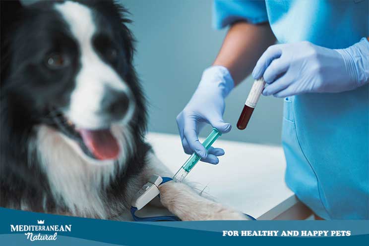 Análisis de sangre en perros: Cómo interpretar sus resultados