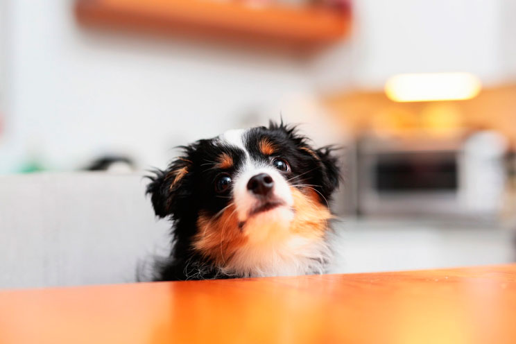 Alimentos que un perro nunca debe comer