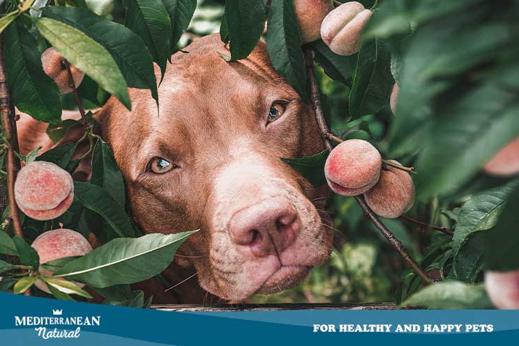 Alimentos que un perro nunca debe comer