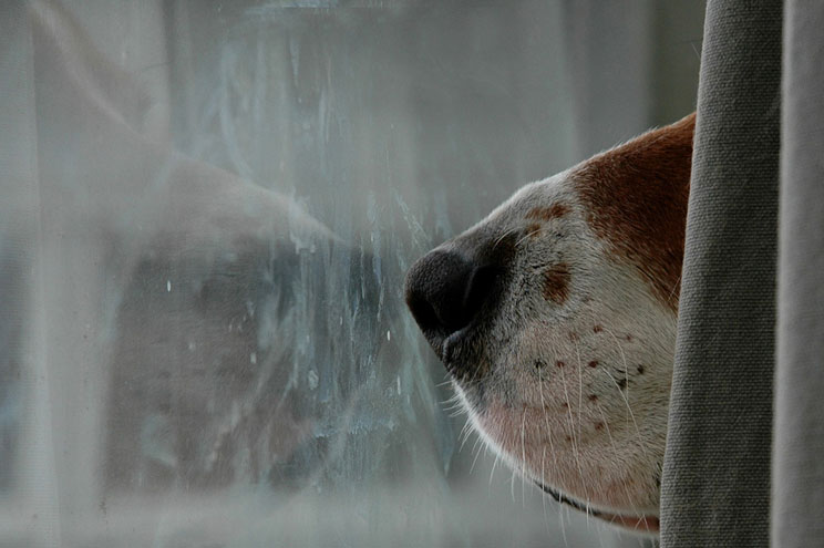 10 ejercicios de estimulación olfativa para perros en casa