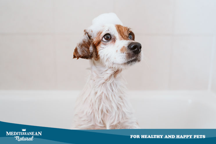 Bañar a u perro en casa ¿cómo debe hacerse?