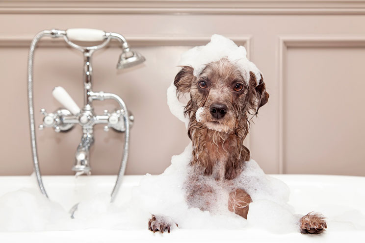 Bañar a un perro en casa: Cómo debe hacerse