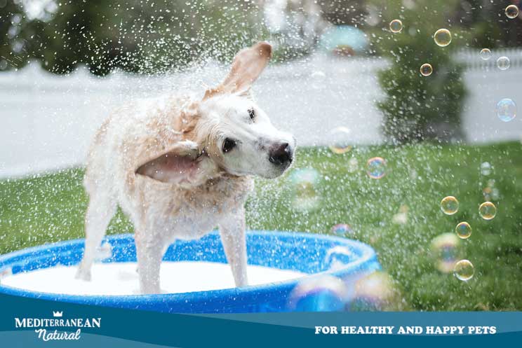 Bañar a u perro en casa ¿cómo debe hacerse?