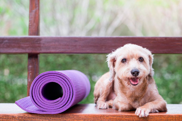 Doga: Cómo practicar Yoga con tu perro