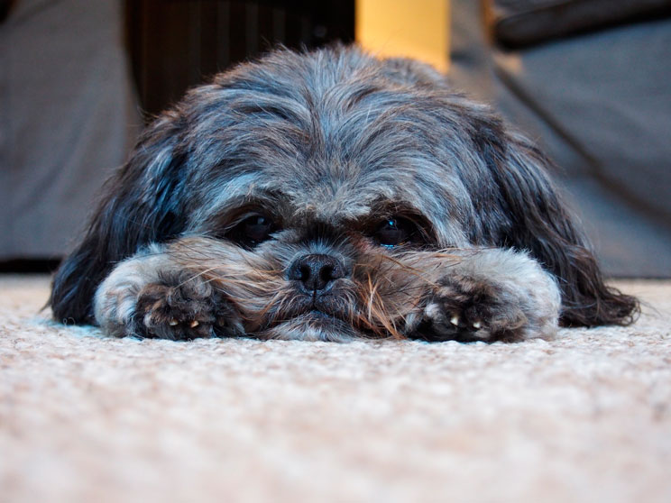 Guía completa de las razas de perros: Shih Tzu