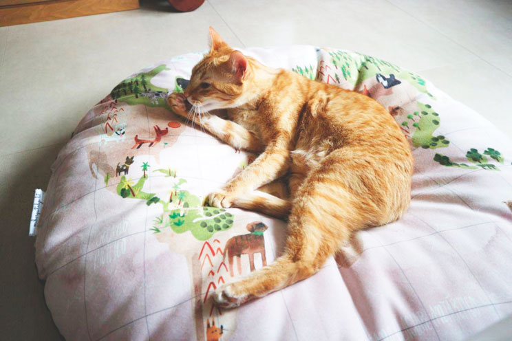 Qué son y cómo evitar las bolas de pelo en gatos