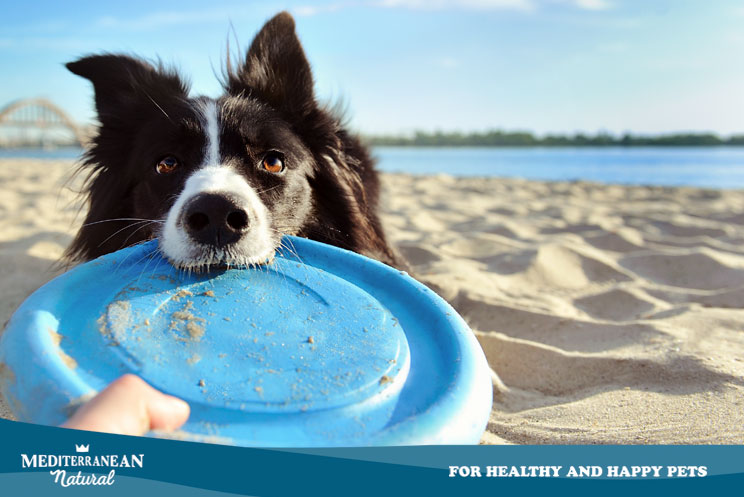 15 consejos útiles si vas a una playa para perros