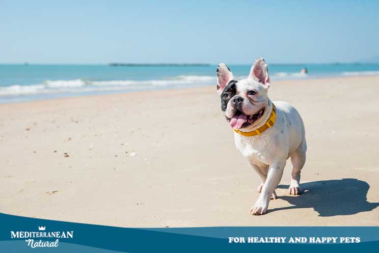 15 consejos útiles si vas a una playa para perros