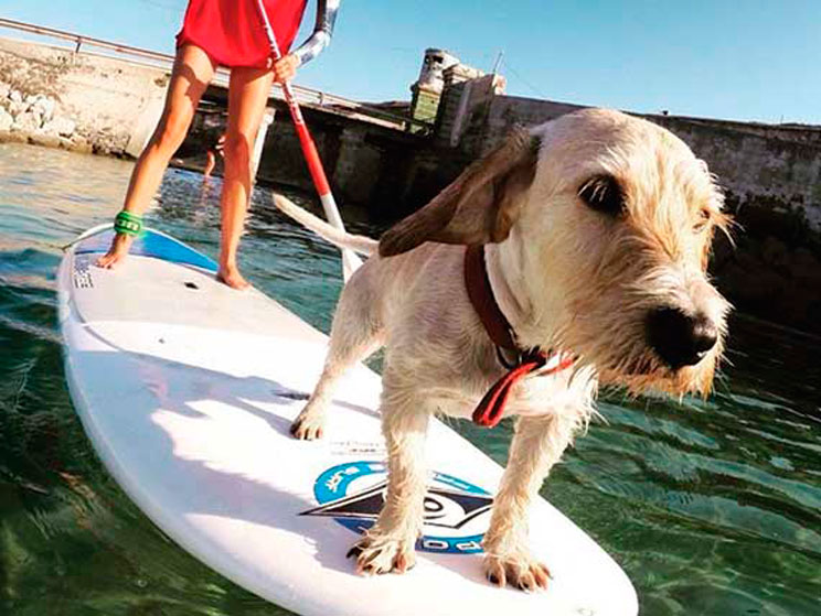 Paddle Surf: una divertida actividad acuática para practicar con perro