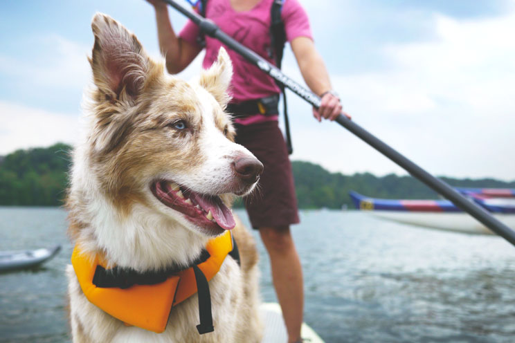 Paddle Surf: una divertida actividad acuática para practicar con perro