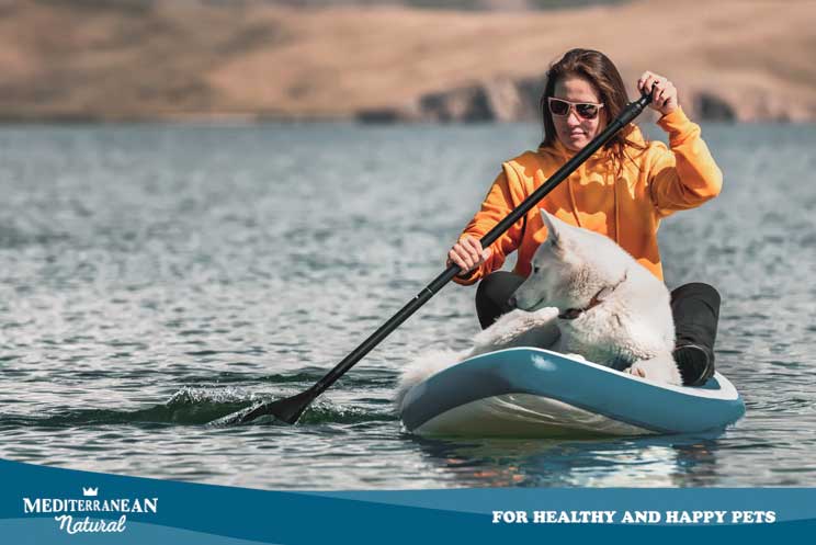 Paddle surf: una divertida actividad acuática para practicar con tu perro