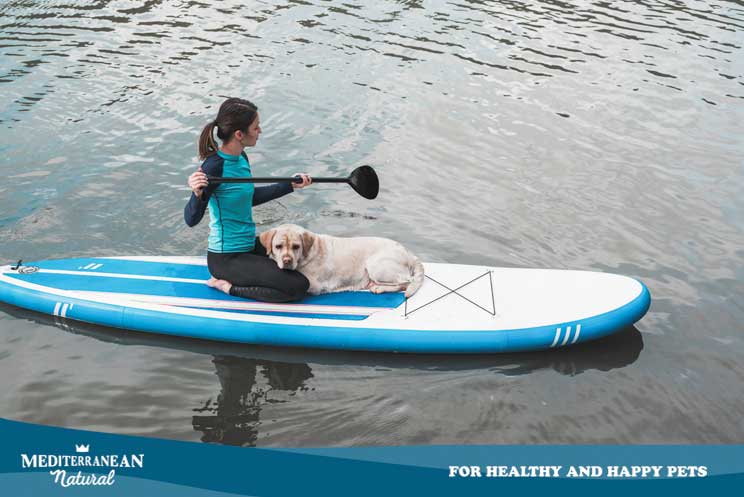Paddle surf: una divertida actividad acuática para practicar con tu perro