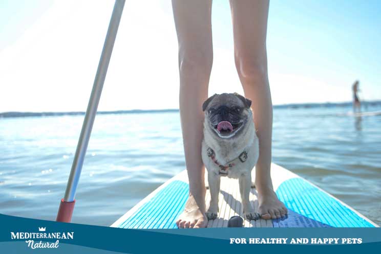 Paddle surf: una divertida actividad acuática para practicar con tu perro