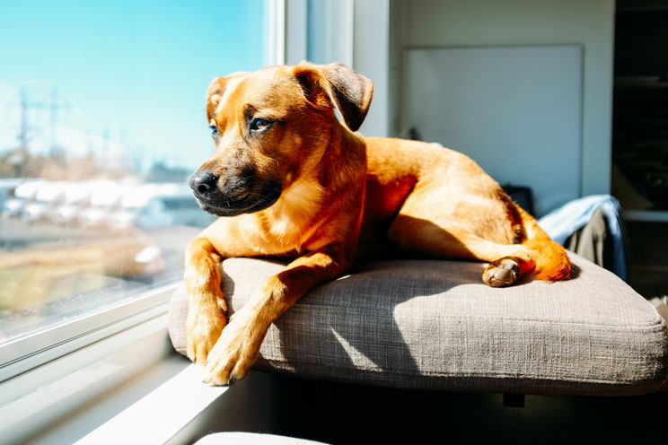 Protege a tu perro del sol en verano: su salud lo agradecerá
