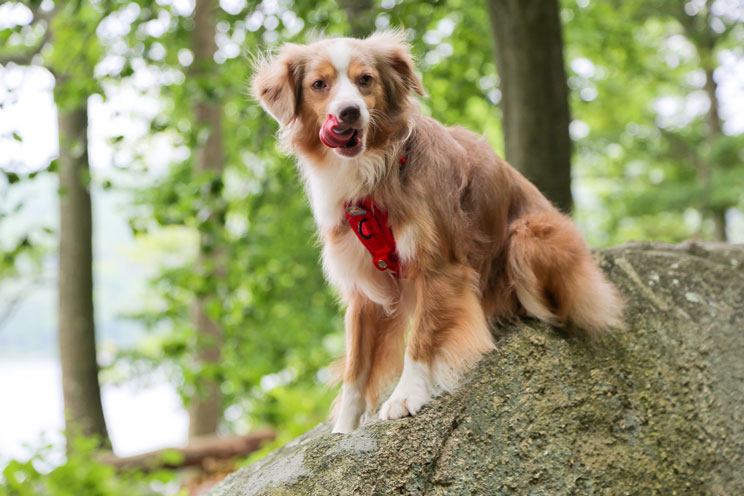 10 consejos para practicar senderismo con tu perro