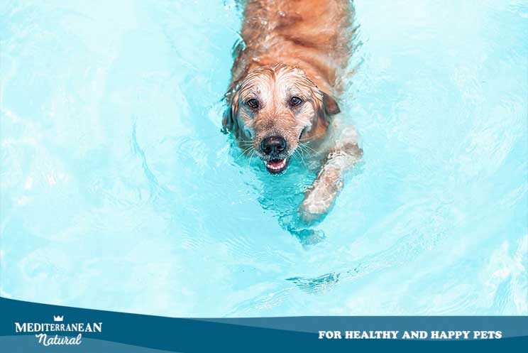 ¡Cuidado con el agua! Un mal uso perjudica a tu perro