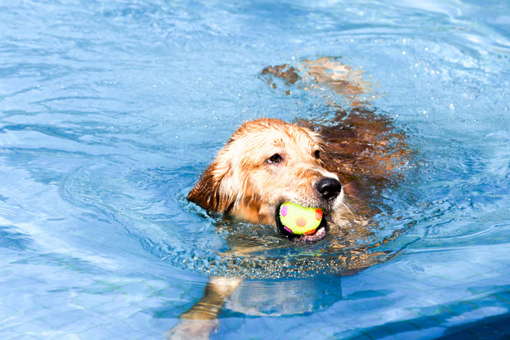 ¡Cuidado con el agua! Un mal uso perjudica a tu perro