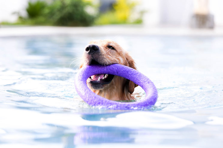 ¡Cuidado con el agua! Un mal uso perjudica a tu perro