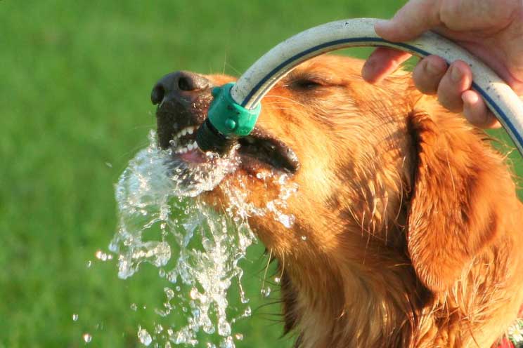 Cuidado-con-el-agua-un-mal-uso-perjudica-a-tu-perro-4