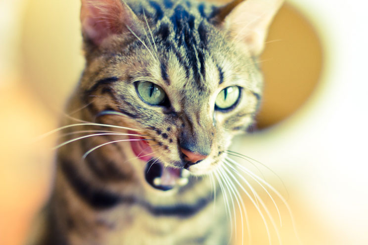 Tu gato sufre con las altas temperaturas ¡Aprende cómo ayudarlo!