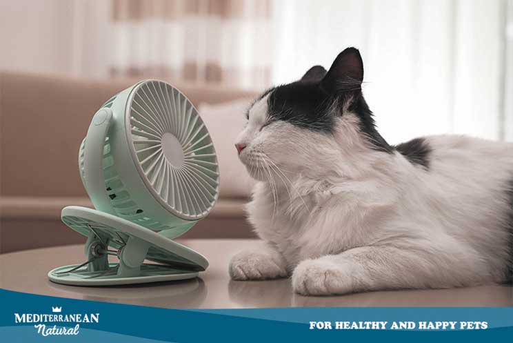Tu gato sufre con las altas temperaturas ¡Aprende cómo ayudarlo!