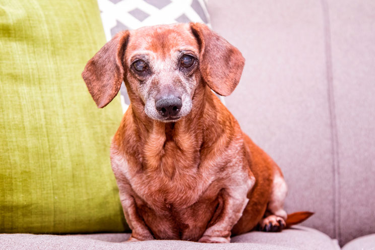 Alimento para perros mayores
