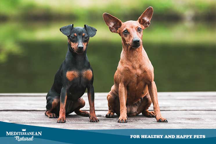 Guía completa de las razas de perros: Pinscher