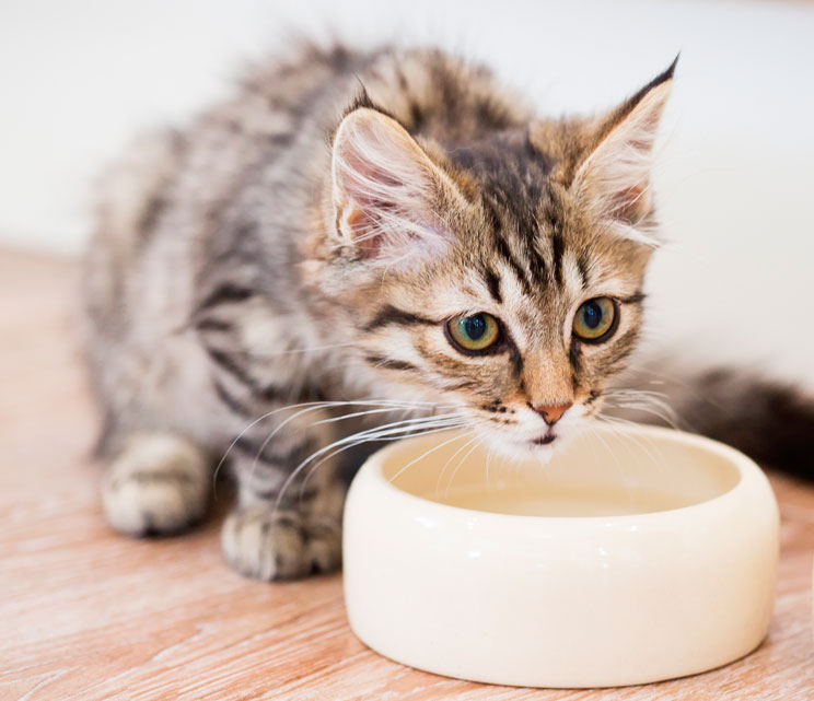 La importancia de una buena hidratación para nuestros gatos