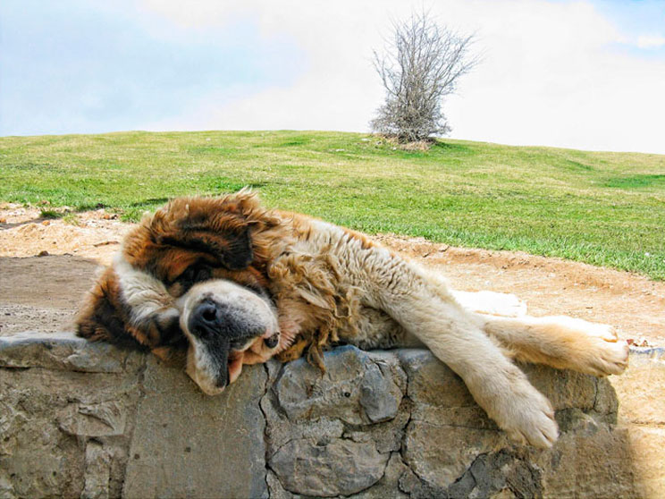 País Vasco con perro: Guía gratuita dogfriendly