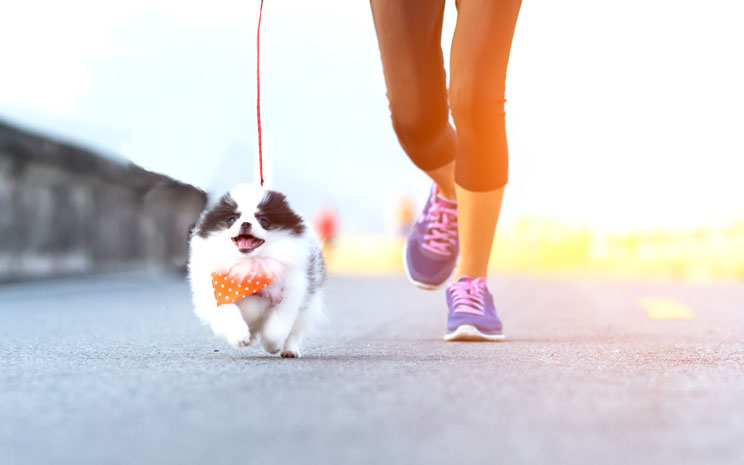 Perrotón Madrid 2018: ¡A correr por las adopciones!