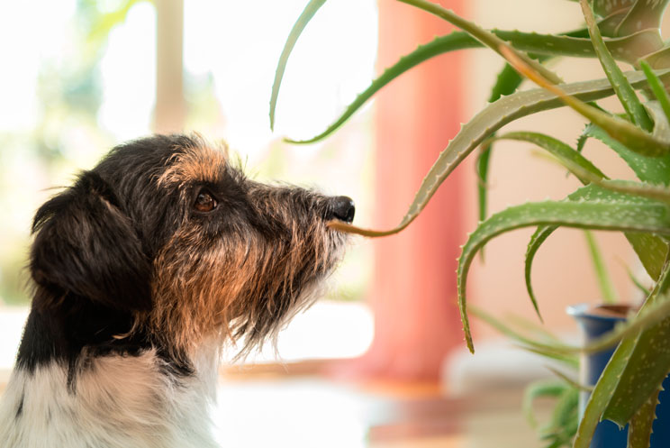 Aloe Vera: Propiedades y beneficios para perros y gatos