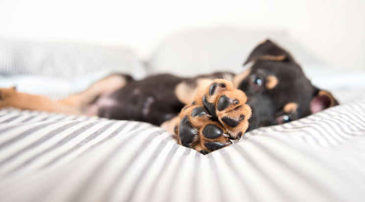 Cómo cuidar las almohadillas del perro: Evita que se sequen y agrieten