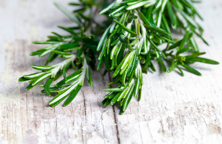 Fitoterapia: Beneficios del oregano y romero para perros y gatos