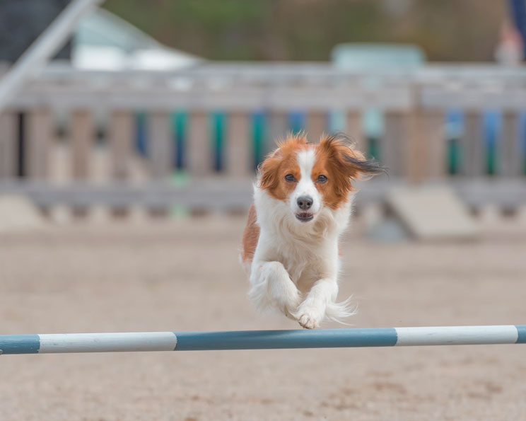 Mediterranean Natural patrocinará al Club Agility Seven